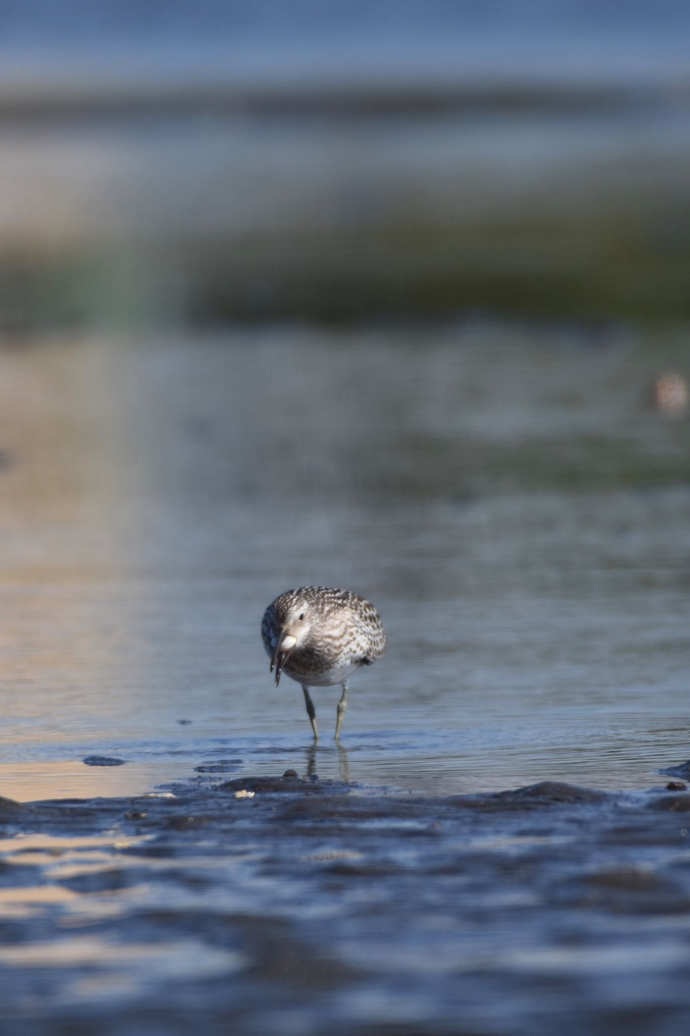 ふなばし三番瀬海浜公園 オバシギの写真 by Hofstadter2303