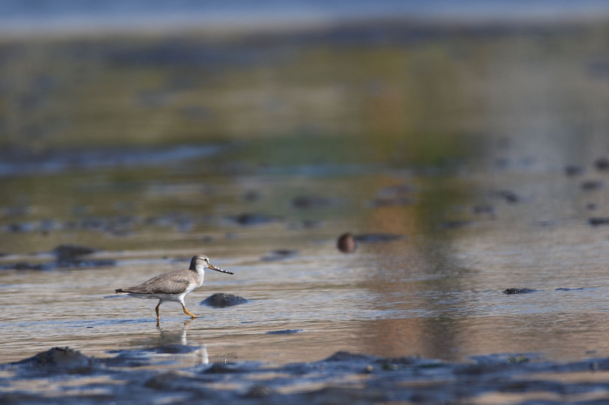 ふなばし三番瀬海浜公園 ソリハシシギの写真 by Hofstadter2303