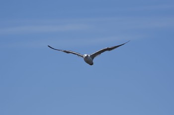 ウミネコ ふなばし三番瀬海浜公園 2017年9月3日(日)