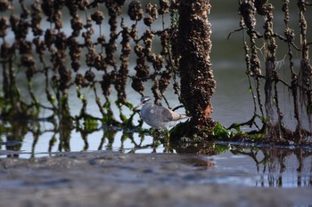 2017年9月3日(日) ふなばし三番瀬海浜公園の野鳥観察記録