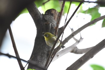 2017年9月16日(土) 東京都文京区の野鳥観察記録