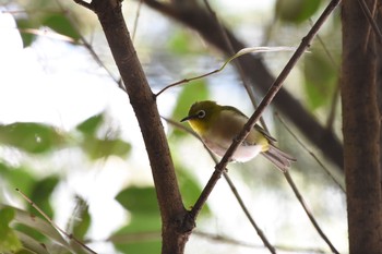 2017年9月21日(木) 東京都文京区の野鳥観察記録