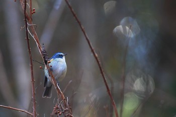 2019年2月18日(月) 早戸川林道の野鳥観察記録