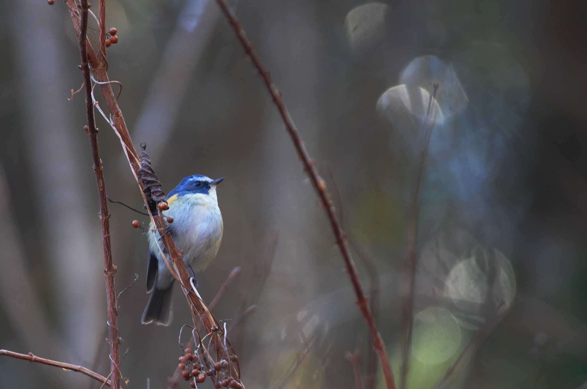 Red-flanked Bluetail