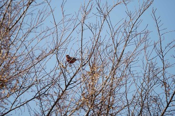 Mon, 2/25/2019 Birding report at 淀川(中津エリア)