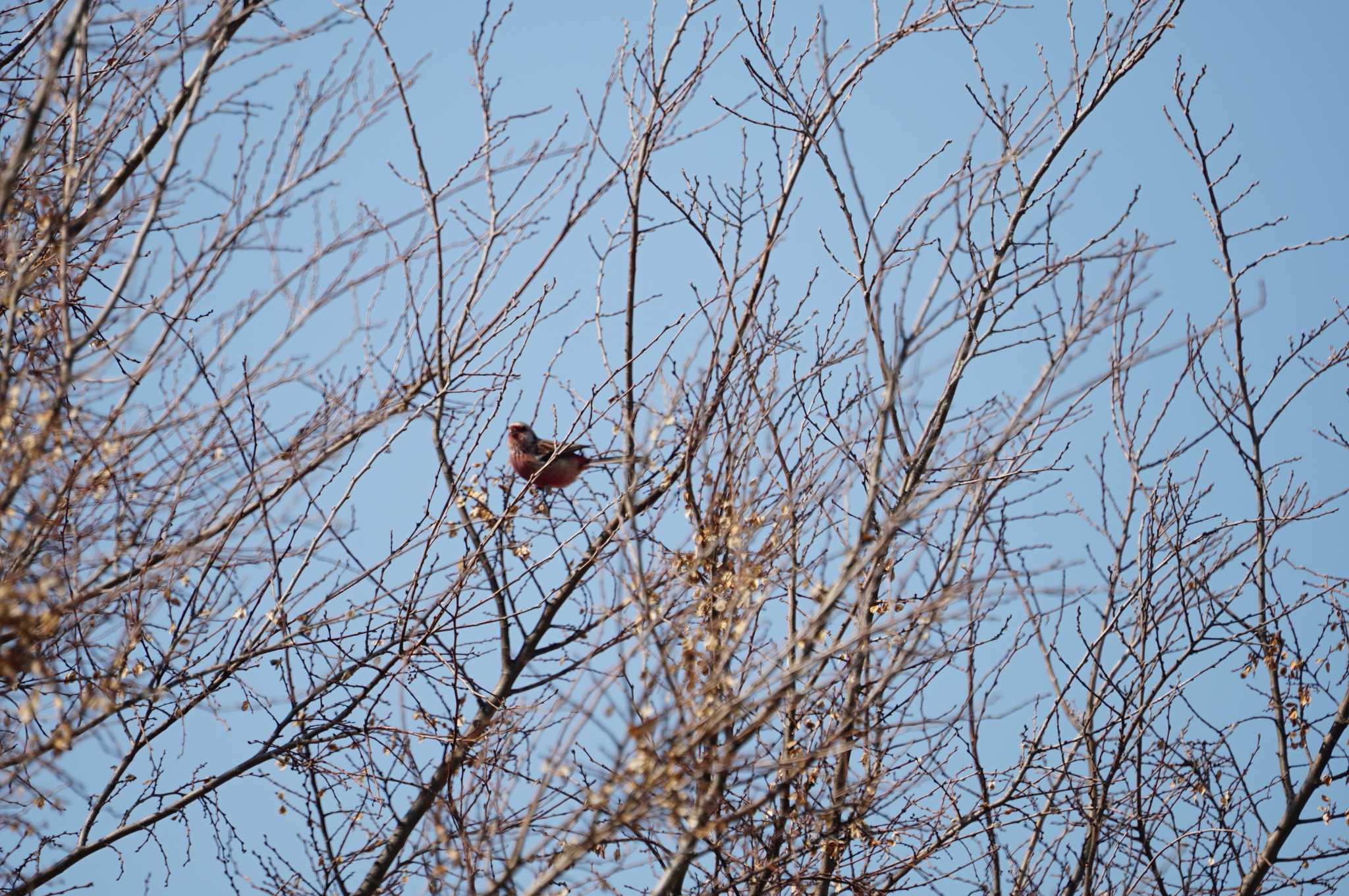 Siberian Long-tailed Rosefinch