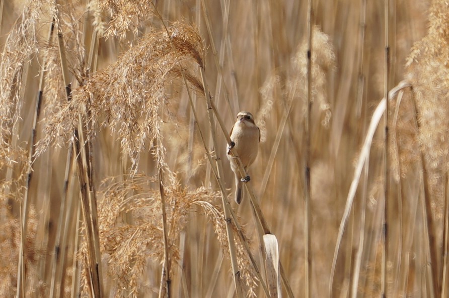 Chinese Penduline Tit