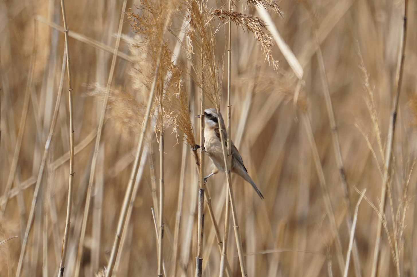 Chinese Penduline Tit