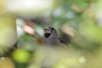 2019年2月25日(月) 加木屋緑地の野鳥観察記録