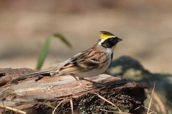 Yellow-throated Bunting 小幡緑地公園 Sat, 2/23/2019