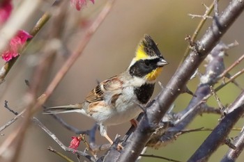 Yellow-throated Bunting 小幡緑地公園 Sat, 2/23/2019