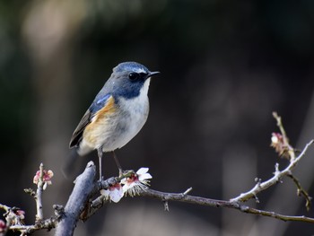 ルリビタキ 場所が不明 2019年2月25日(月)