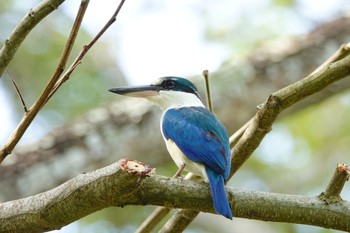 Tue, 1/29/2019 Birding report at Pasir Ris Park (Singapore)