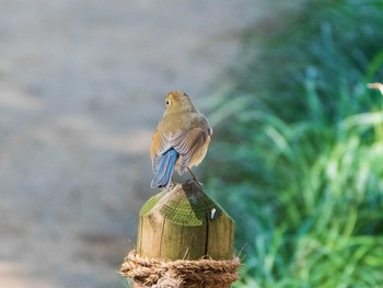 ルリビタキ 六義園 2019年2月23日(土)