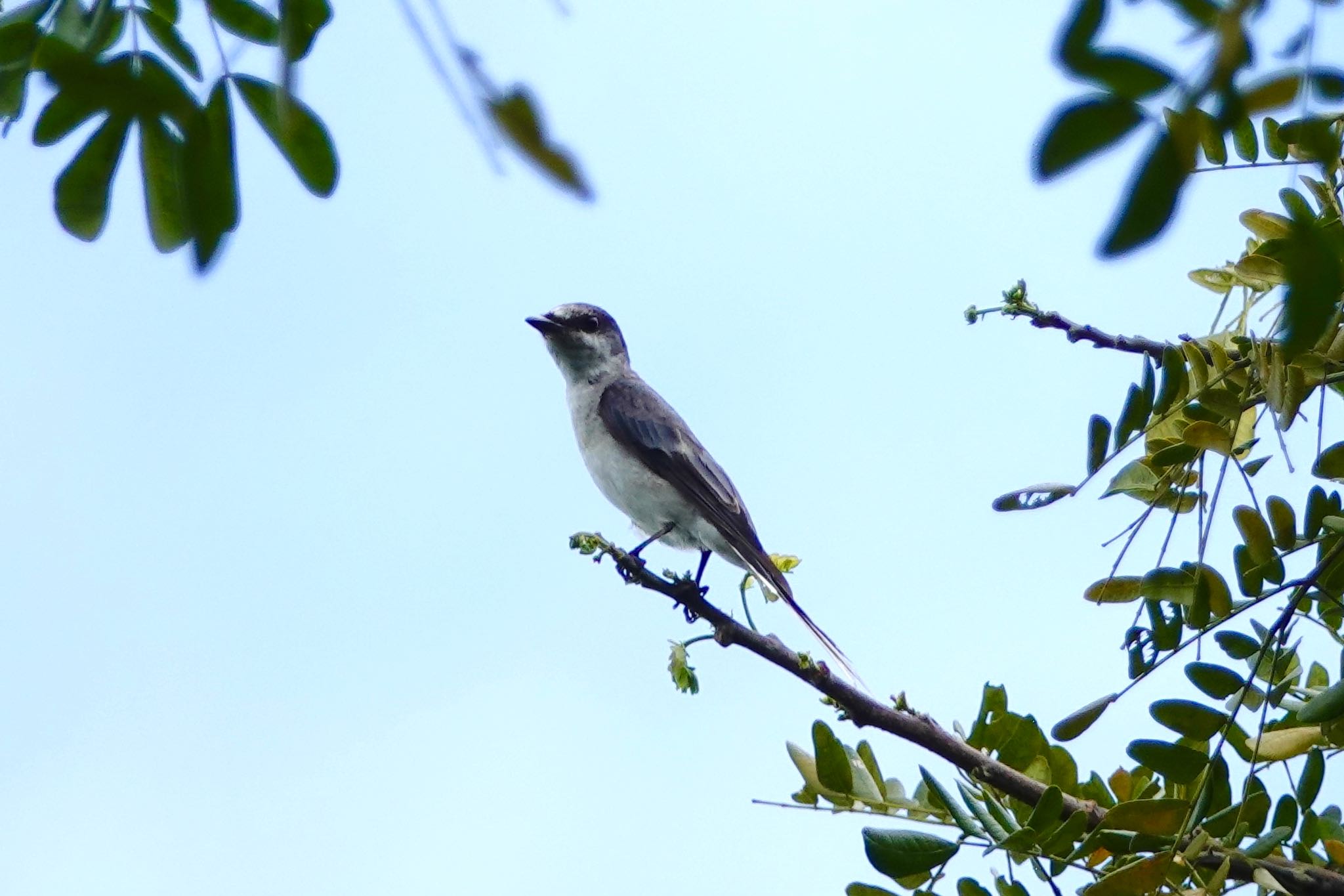 Pasir Ris Park (Singapore) サンショウクイの写真 by のどか