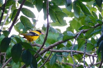 コウライウグイス Pasir Ris Park (Singapore) 2019年1月29日(火)