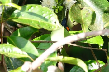 Orange-bellied Flowerpecker Central Catchment Nature Reserve Tue, 1/29/2019