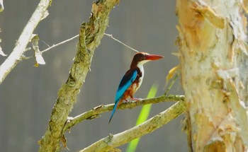 アオショウビン Pasir Ris Park (Singapore) 2019年1月29日(火)