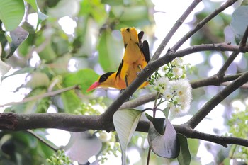 コウライウグイス Pasir Ris Park (Singapore) 2019年1月29日(火)