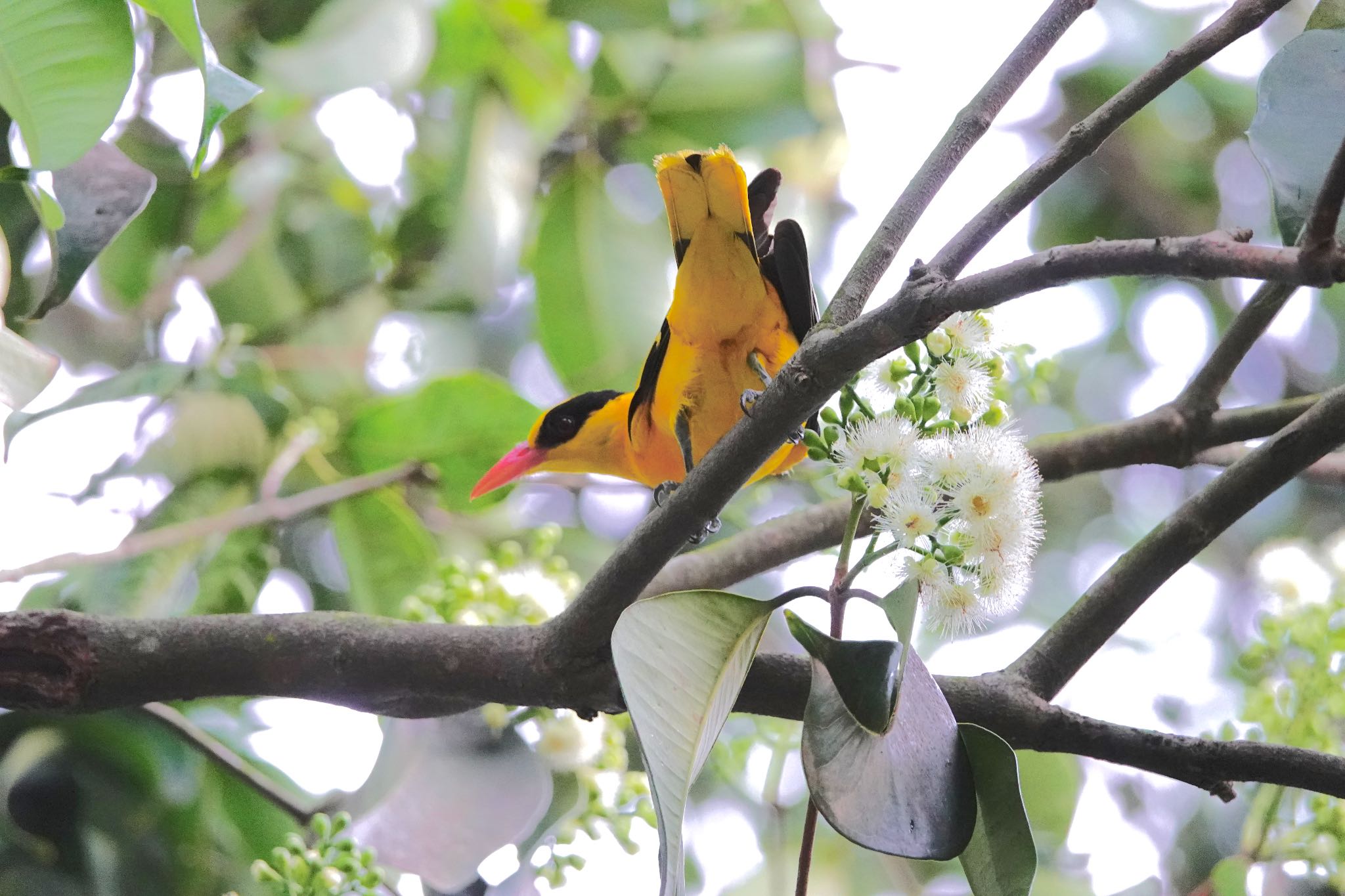 Photo of Black-naped Oriole at Pasir Ris Park (Singapore) by のどか