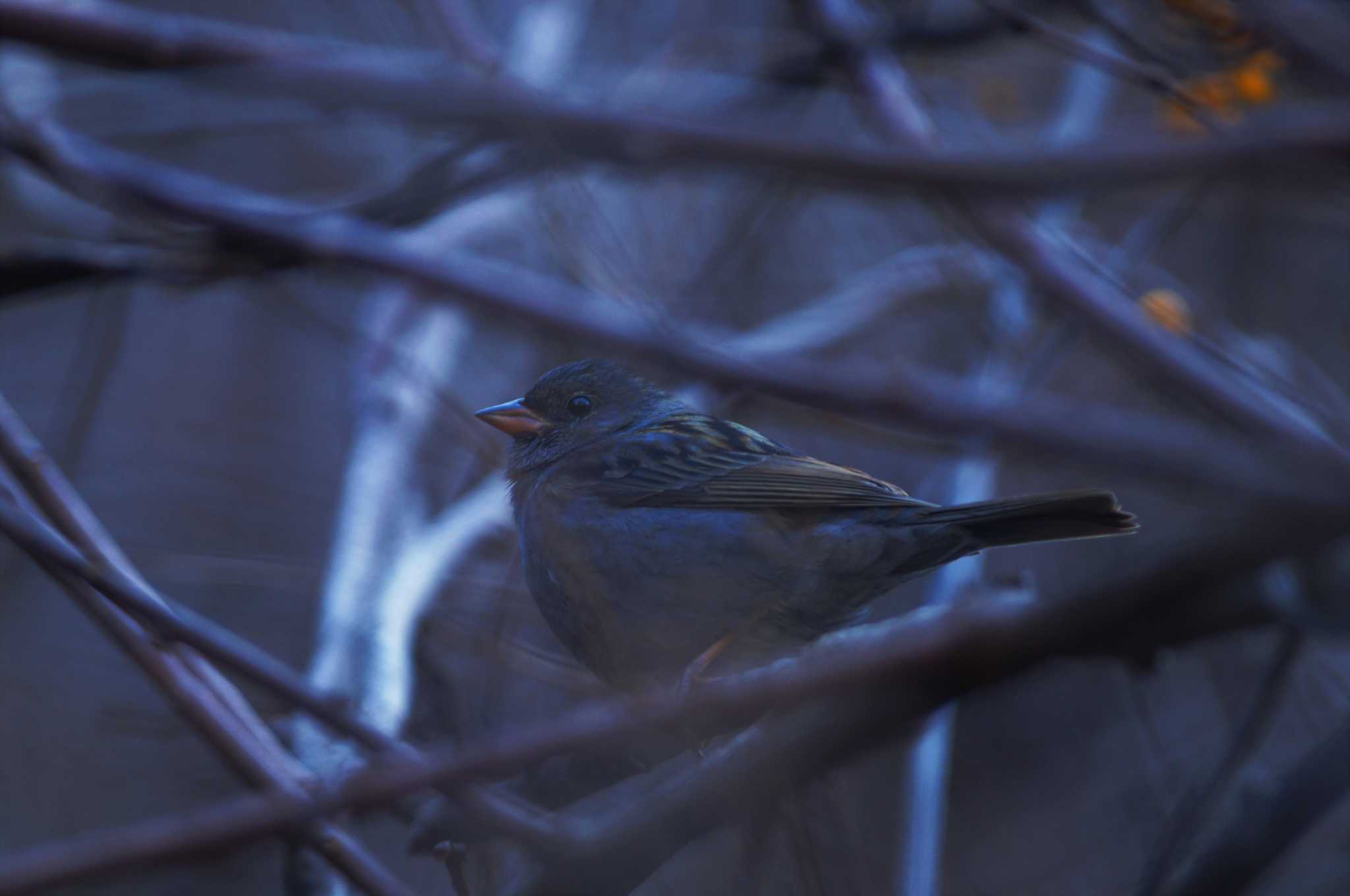 Grey Bunting