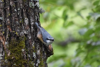 ゴジュウカラ 上高地 2017年9月29日(金)