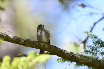 Dark-sided Flycatcher 上高地 Sat, 9/30/2017