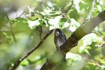 Dark-sided Flycatcher 上高地 Sat, 9/30/2017