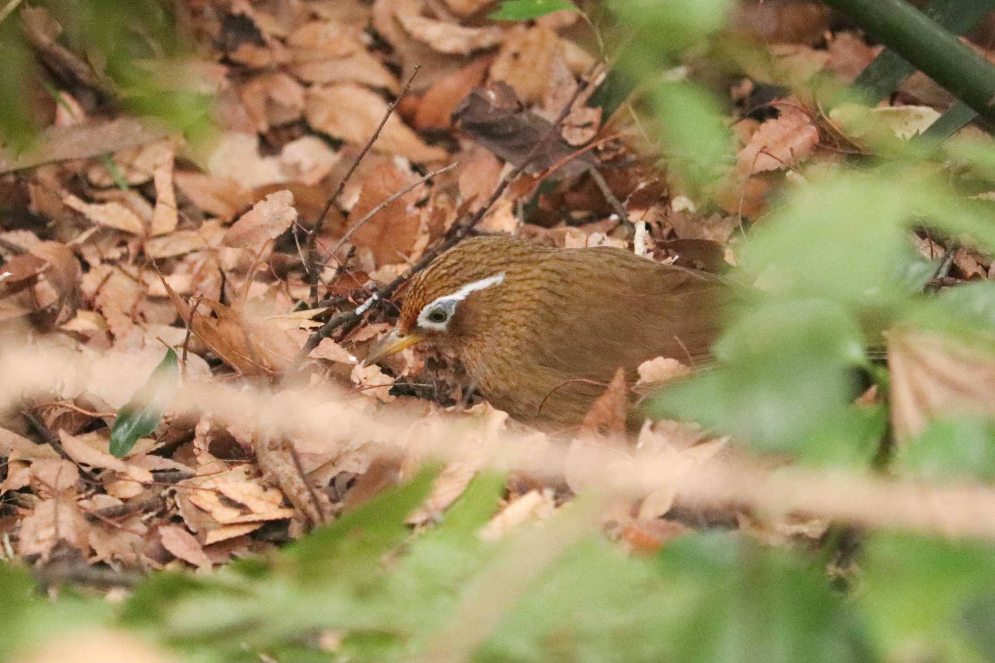 ガビチョウ