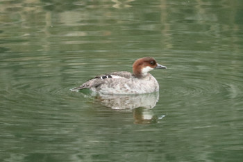 2019年2月19日(火) 三ツ池公園(横浜市鶴見区)の野鳥観察記録