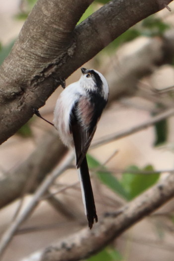 Long-tailed Tit 峯公園 Mon, 2/25/2019