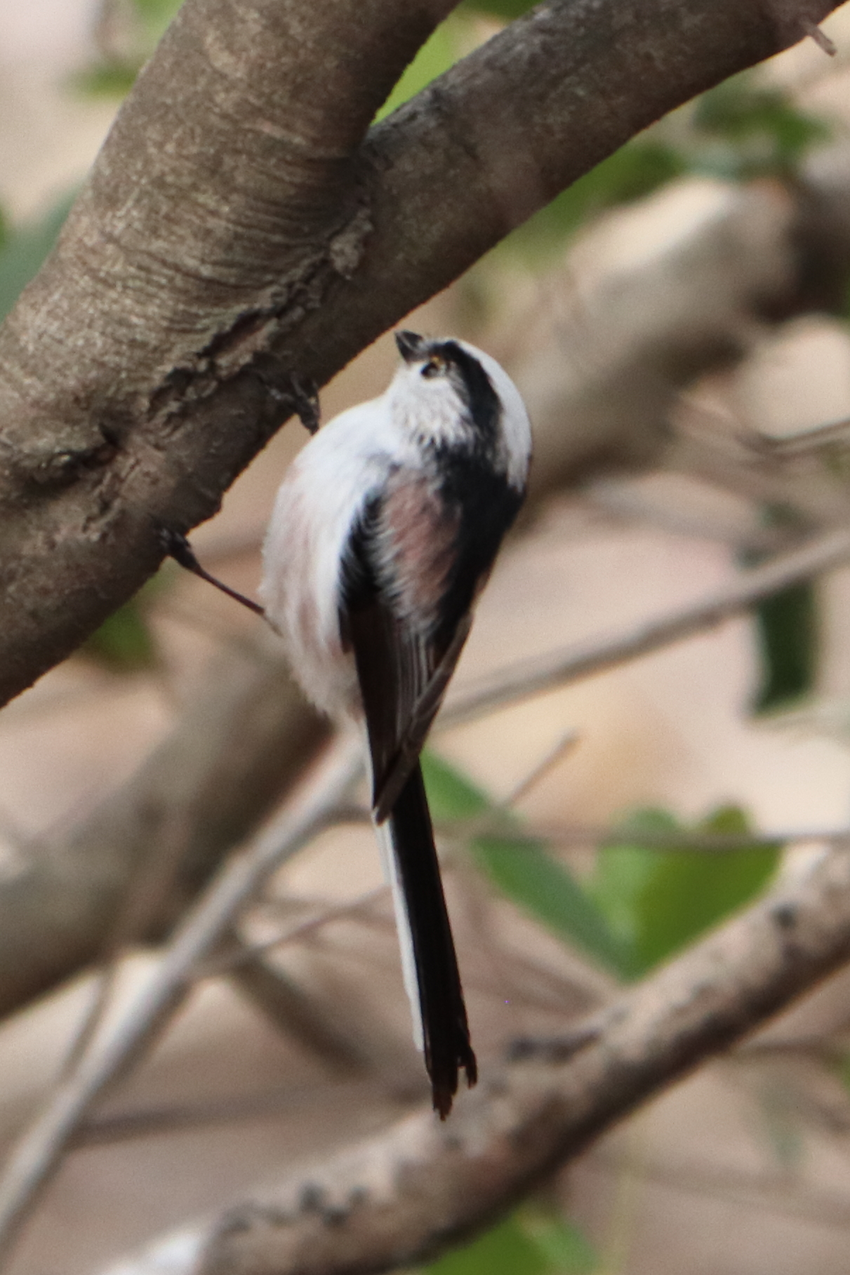 Photo of Long-tailed Tit at 峯公園 by yutaka_oma