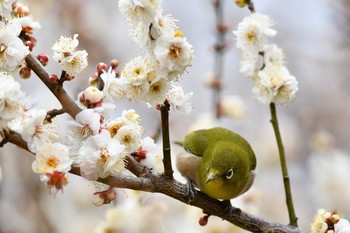 メジロ 戸塚区 2019年2月9日(土)