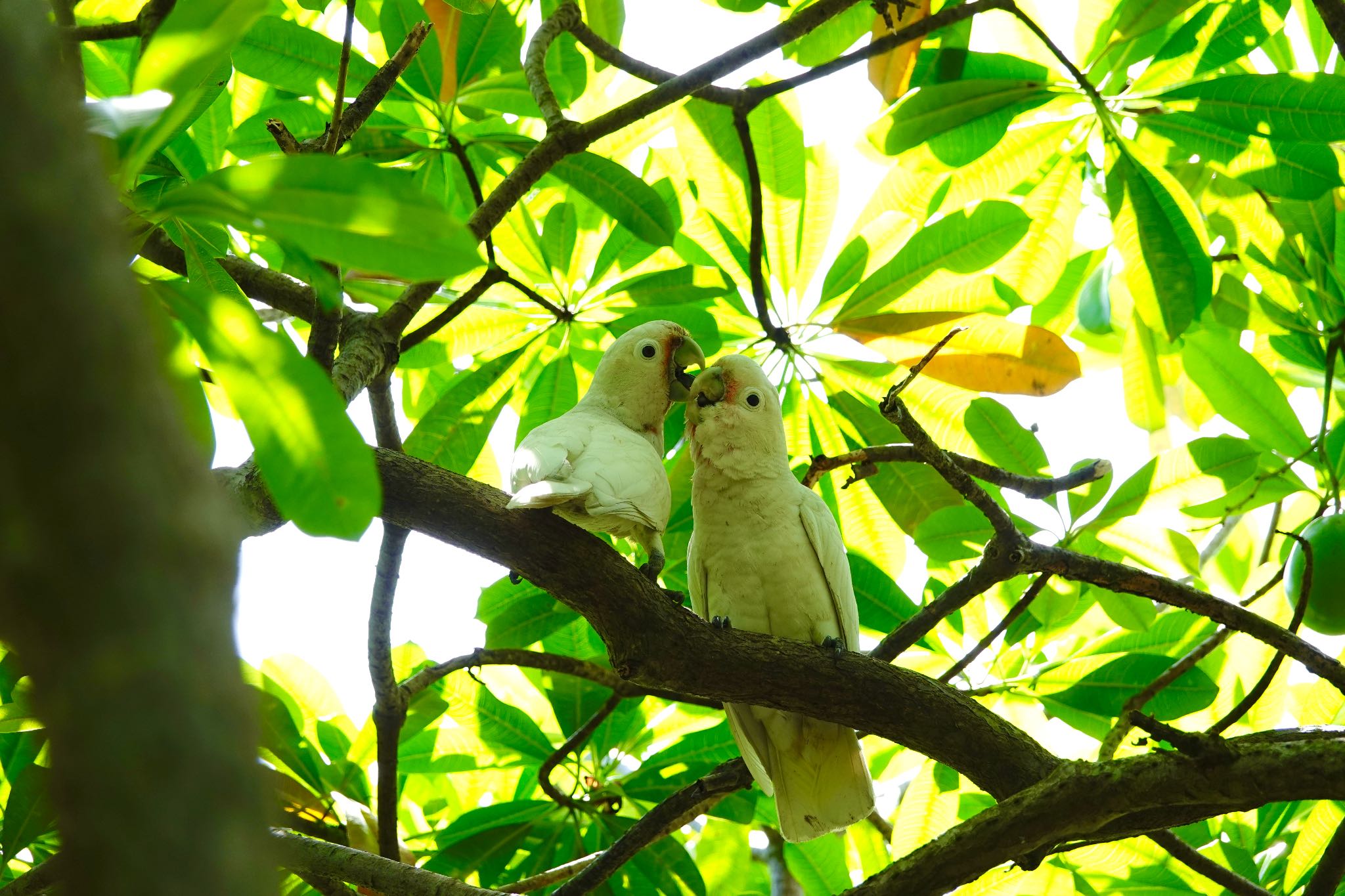 Pasir Ris Park (Singapore) シロビタイムジオウムの写真 by のどか