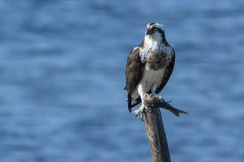 Osprey Osaka Nanko Bird Sanctuary Tue, 2/26/2019