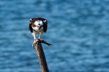 Osprey Osaka Nanko Bird Sanctuary Tue, 2/26/2019