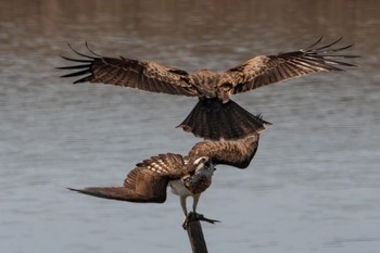 Osprey Osaka Nanko Bird Sanctuary Tue, 2/26/2019