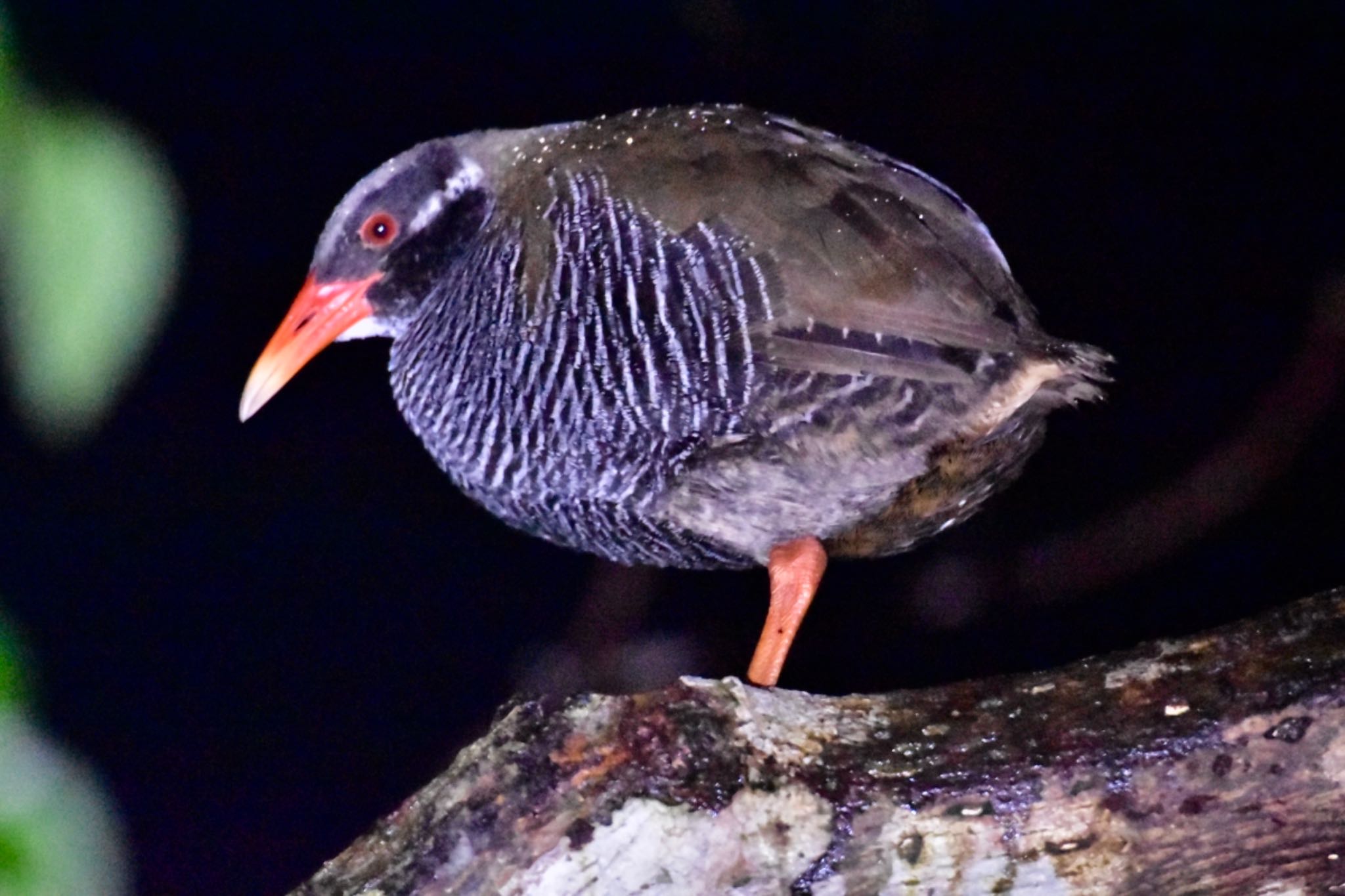 Photo of Okinawa Rail at Kunigamison by あやぱに