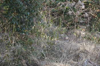 2019年2月26日(火) 甲山森林公園の野鳥観察記録