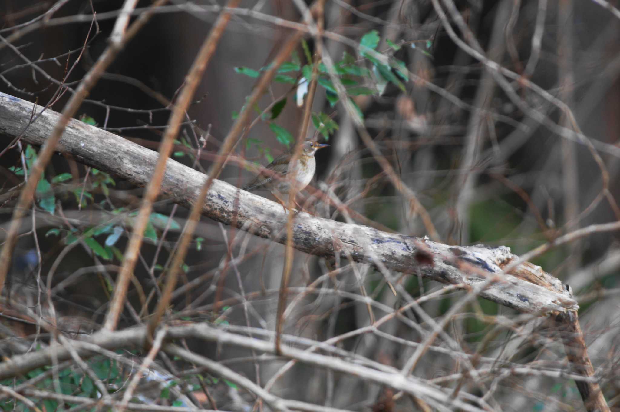 Pale Thrush