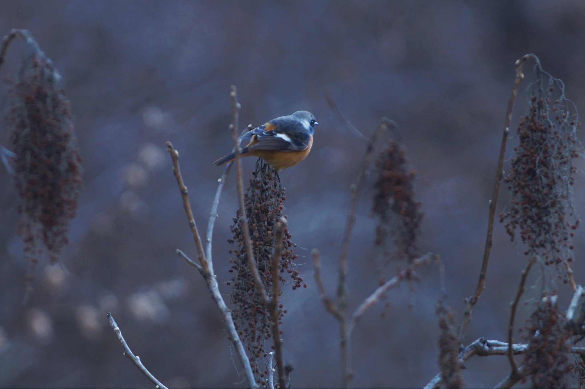 Daurian Redstart