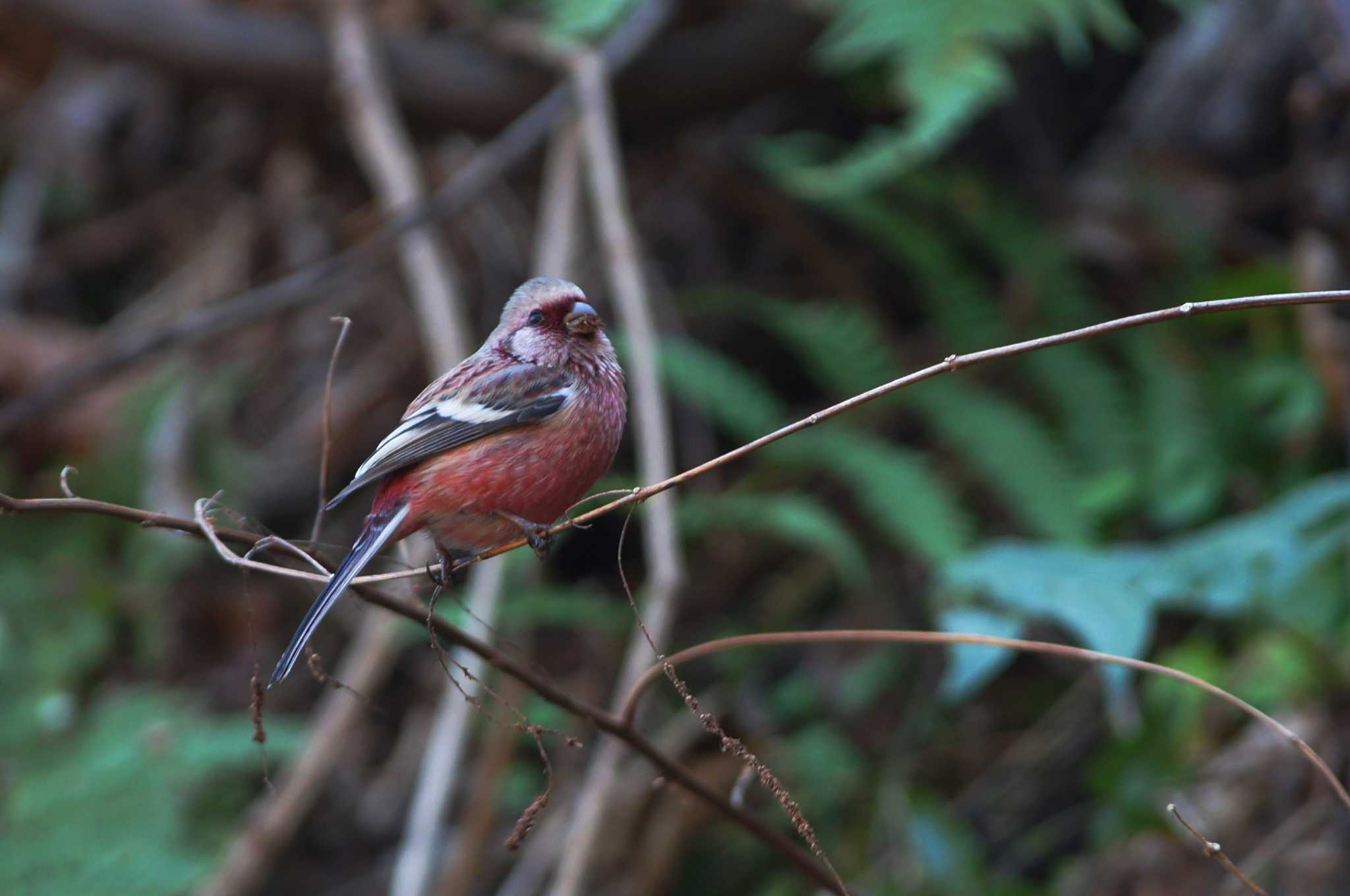 Siberian Long-tailed Rosefinch