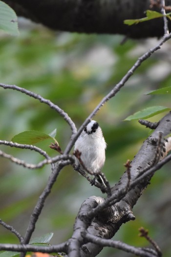 2017年10月7日(土) 小石川植物園の野鳥観察記録