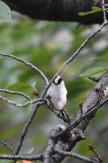 Sat, 10/7/2017 Birding report at Koishikawa Botanic Garden