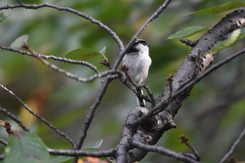 エナガ 小石川植物園 2017年10月7日(土)