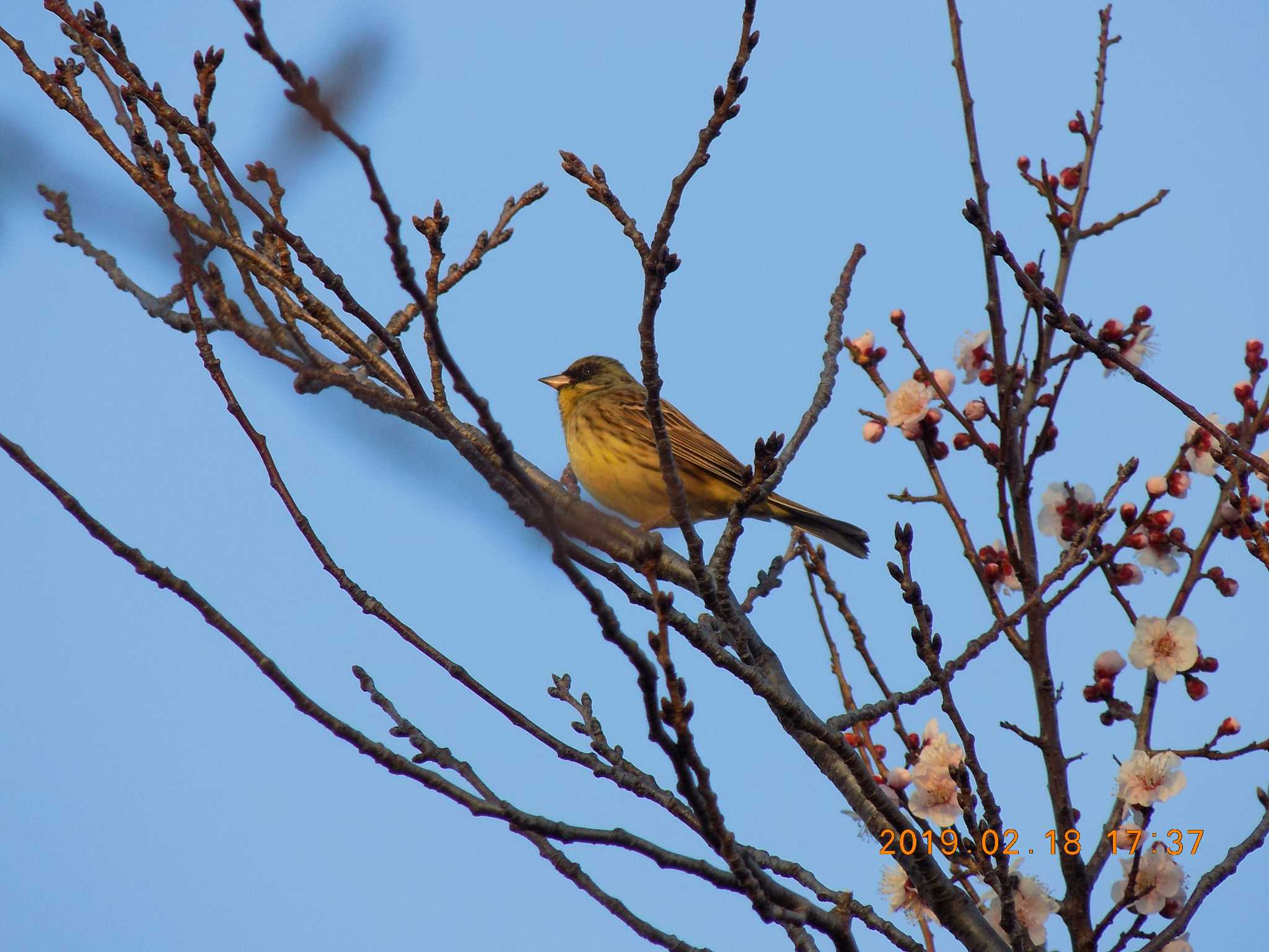 Photo of Masked Bunting at 埼玉県鴻巣市吹上　元荒川 by 近所で鳥見