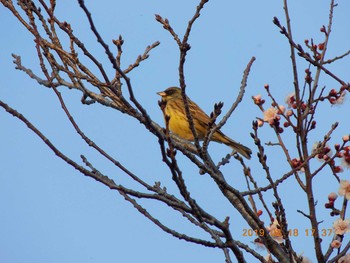 アオジ 埼玉県鴻巣市吹上 2019年2月18日(月)