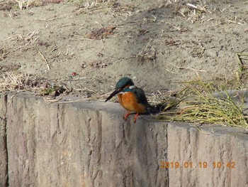 カワセミ 埼玉県鴻巣市吹上　 2019年1月19日(土)