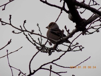 シメ 埼玉県鴻巣市吹上　元荒川 2019年1月28日(月)