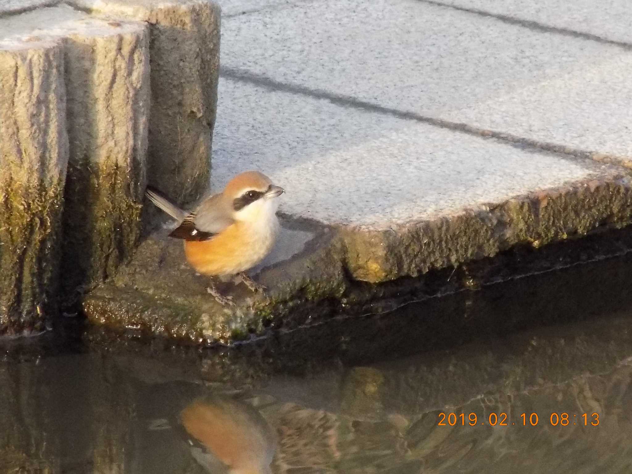 埼玉県鴻巣市吹上　元荒川 モズの写真 by 近所で鳥見